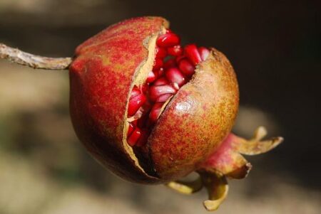 Superfoods for Super Families: Top Picks for Kids & Moms!