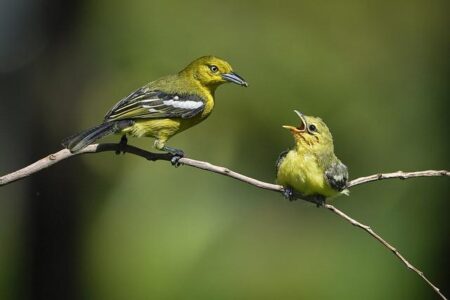 Coping with Parental Loneliness: Practical Tips for Connection