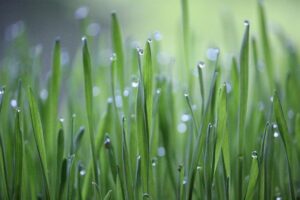 Going Green: A Parent’s Guide to Eco-Friendly Schools