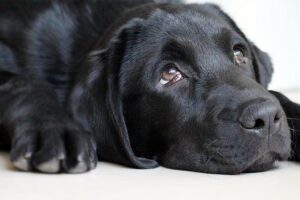 Managing Parental Guilt and Overwhelm: A Helpful Guide