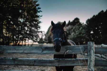 Top Family-Friendly Farms to Explore Together This Year!