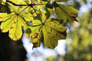 Understanding Seasonal Affective Disorder in Parents: Signs to Watch For