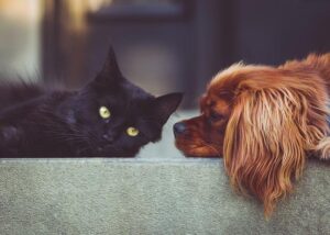 Fostering Friendships: Encouraging Social Skills in Preschoolers