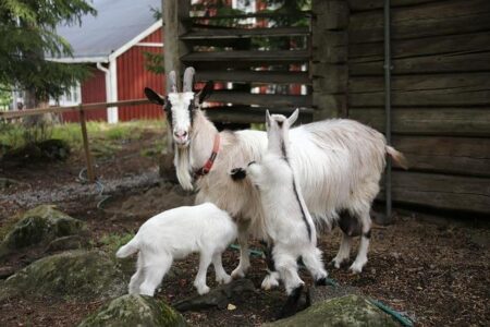 Nurturing Kids: Fun Ways to Tackle Nutritional Gaps!