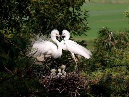 Overcoming Parental Guilt: Strategies for Mindful Parenting
