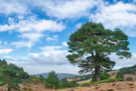 Eco-Friendly Adventures: Family Tips for Sustainable Car Travel